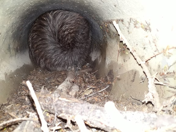 A kiwi 'koru of feathers' asleep in an old culvert.