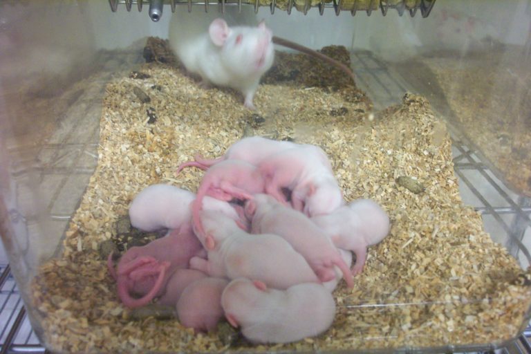 A bundle of rat babies