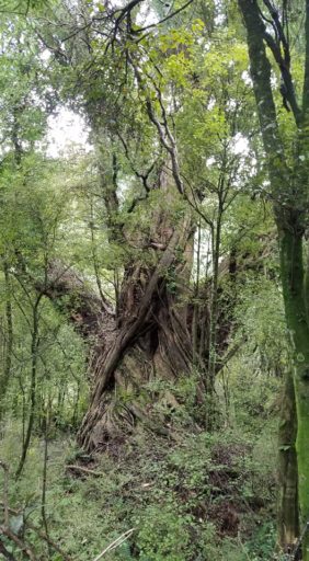 Mature rata in Motu Ngahere.