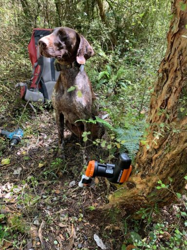 A24 traps have been setup throughout the bush.