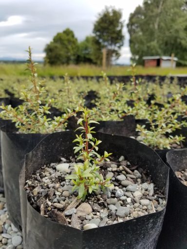 An eco-sourced manuka seedling in AB Lime's native plant nursery.