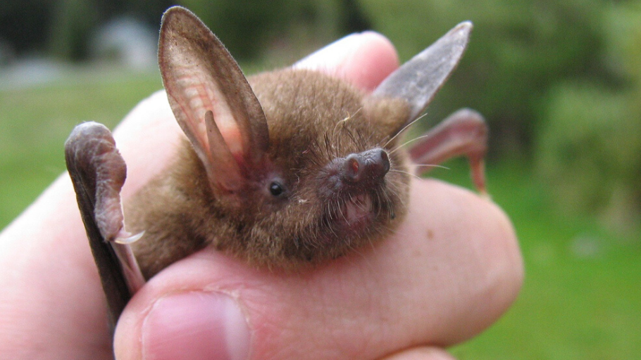 Lesser Short-tailed Bat being held in a hand