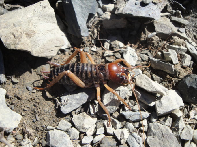 Adult male mountain stone wētā. This species lives only above the tree line on mountains of South Island, New Zealand. Image credit: Steve Trewick (Wikimedia Commons).