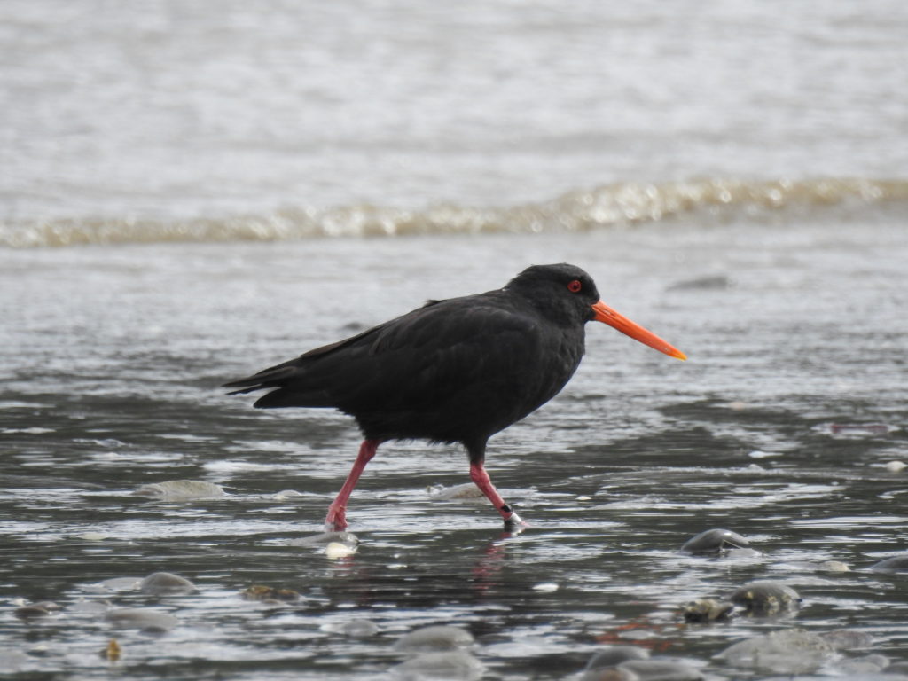 Oyster catcher in the water.