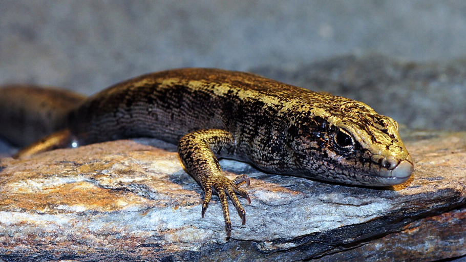 Close up of Otago skink on a rock