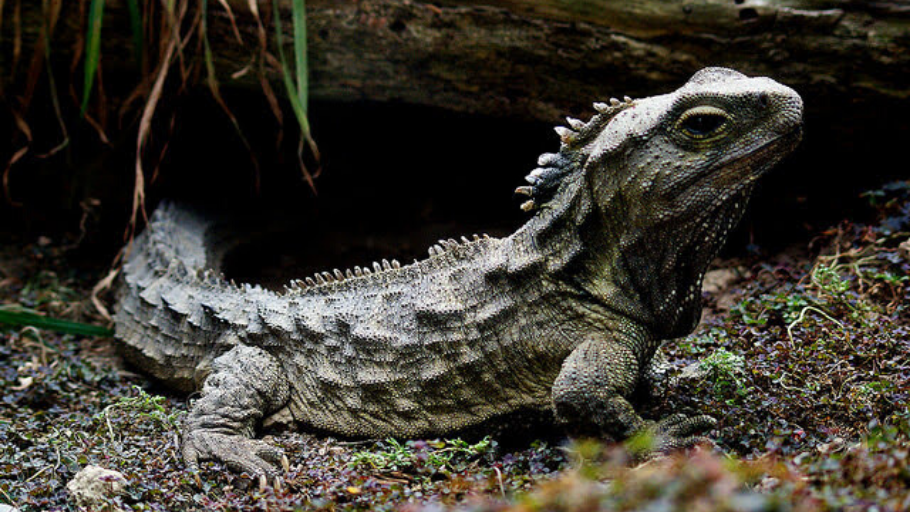 Tuatara in native habitat