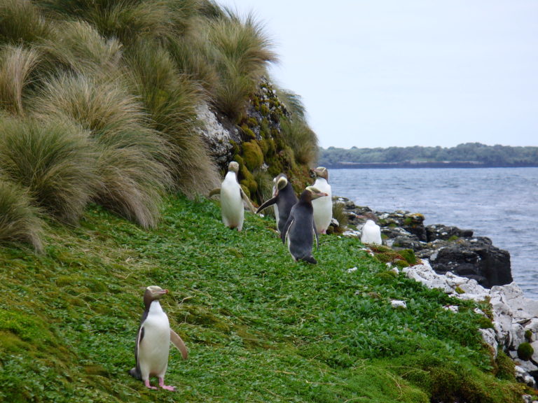 A group of hoiho by the ocean