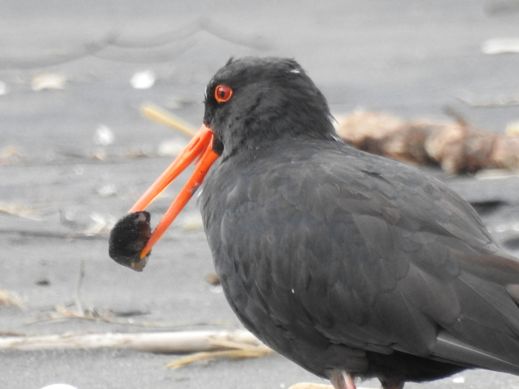 Oyster catcher with a shell in beak
