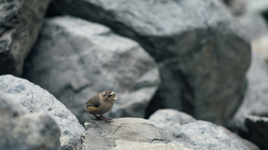 A rock wren amongst rocks, these birds are hard to spot.