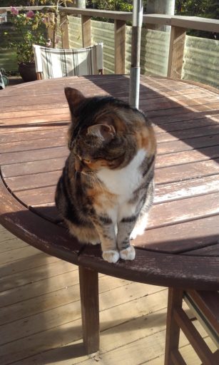 Indoor cat, Sammy enjoys the sun on the picnic table on the upper level deck.