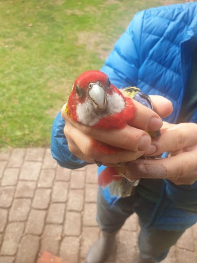 A large variety of species visited James' garden, including this rosella.