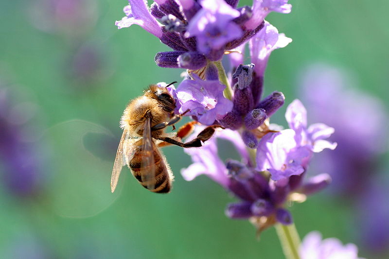A bee on purple lavender