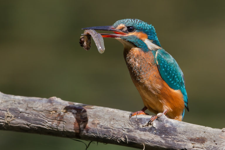 A kingfisher, photographed in France, eats a tadpole. Image credit: Pierre Dalous (Wikimedia Commons).