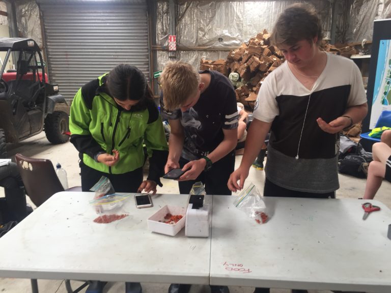 Conservation students spent a day picking karamu berries, planning to soak them and extract the seeds.