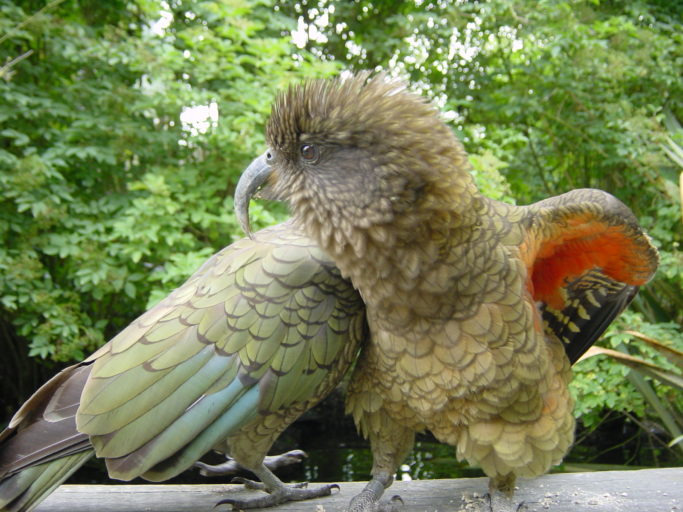 Two (captive) kea preening. Photo: Allie Caulfield (Wikimedia Commons).