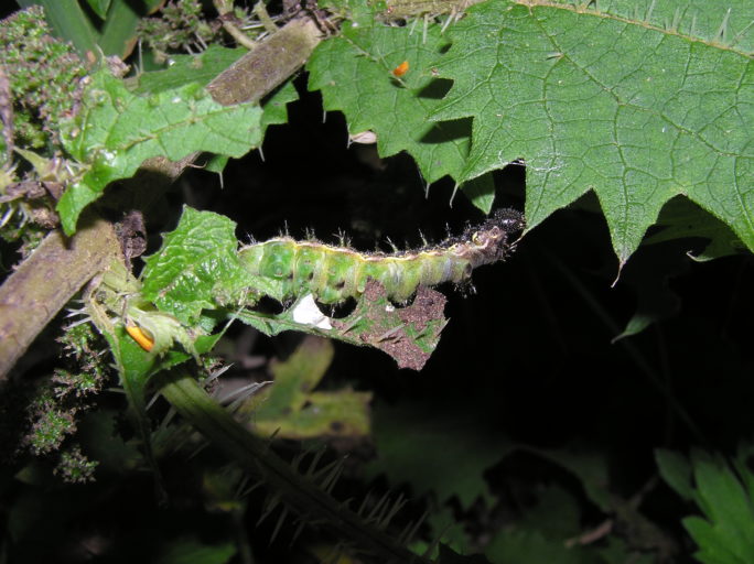 Red Admiral Butterfly caterpillar showing underside as it stretches to feed on a nettle leaf. Image credit: Tony Wills (Wikimedia Commons).