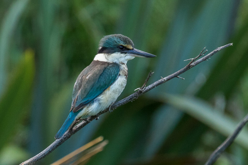 A kingfisher on a branch
