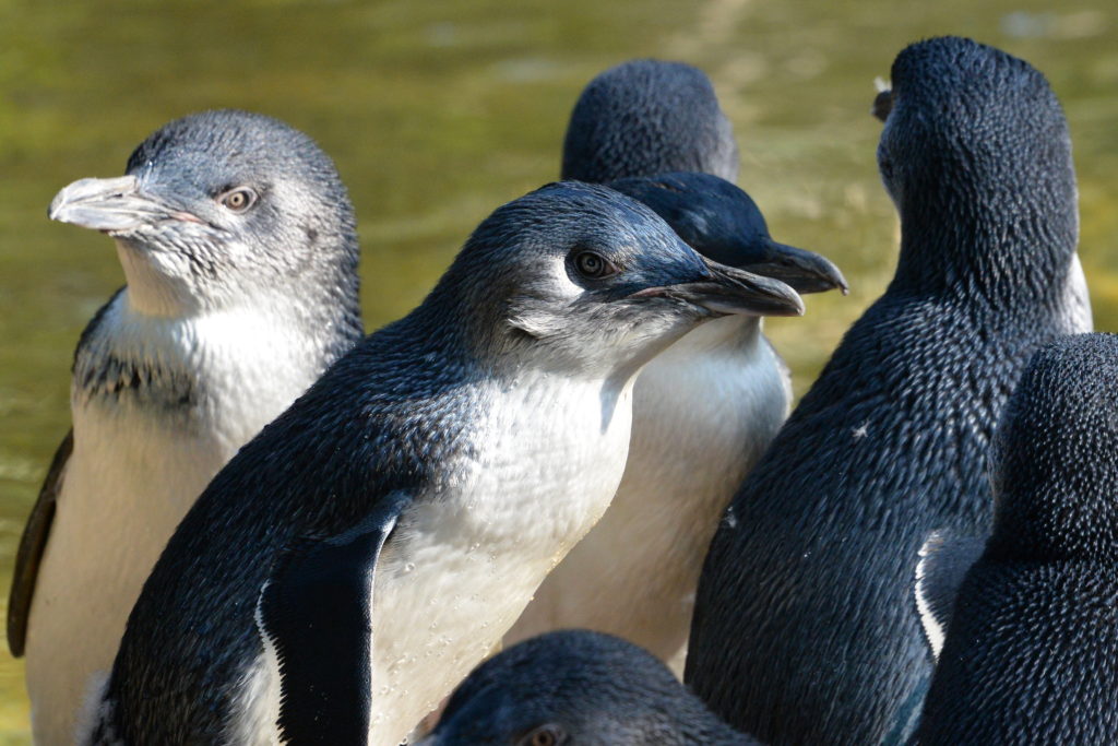 A group of little penguins