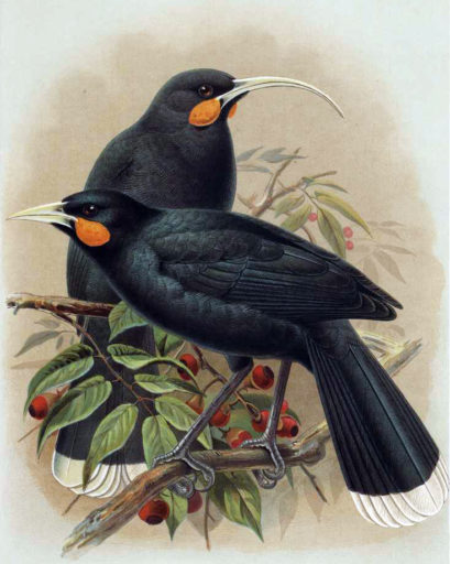 1888 Huia male (foreground) and female (background) by J.G. Keulemans from W.L. Buller's Birds of New Zealand (1888) (Wikimedia Commons).