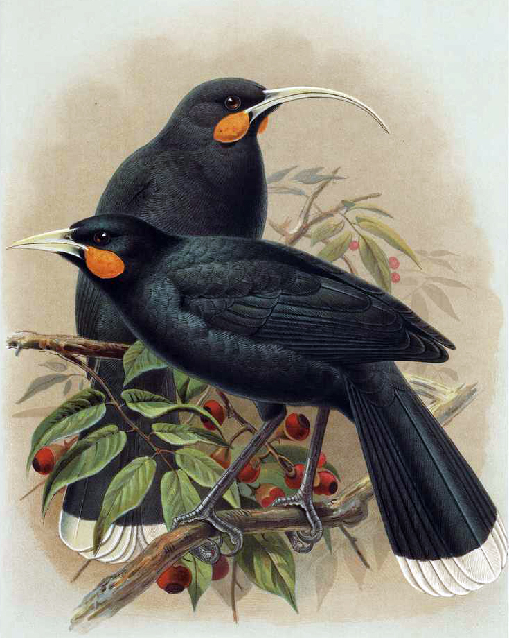 An illustration of a male and female huia
