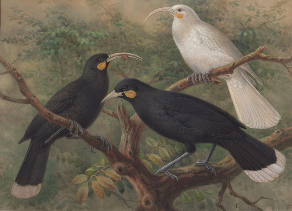 An illustration of three huia on the branches of a tree