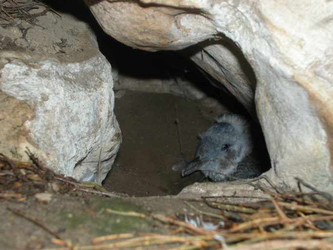 Little penguin chick. Image credit: Glen Fergus (Wikimedia Commons).