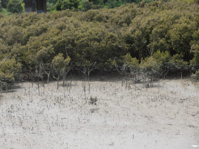  Mangroves in the Mangere Inlet at low tide, with pneumatophores. Image credit: Sarang (Wikimedia Commons).