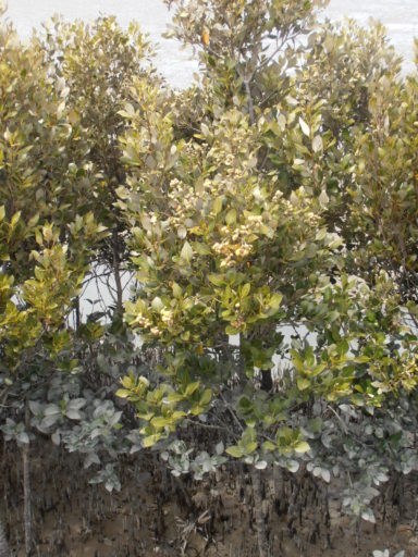 Blooming mangroves in the Mangere inlet. Image credit: Sarang (Wikimedia Commons).