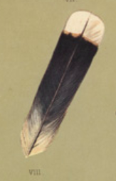 An illustration of the iconic huia feather