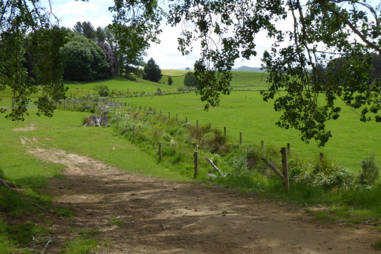 View from the bottom lane of the riparian planting.