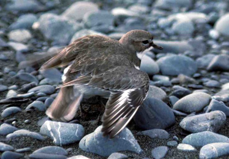 A young wrybill fledgling. Image credit: John Hill (Wikimedia Commons).