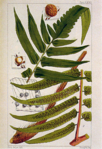 An illustration of Cyathea podophylla