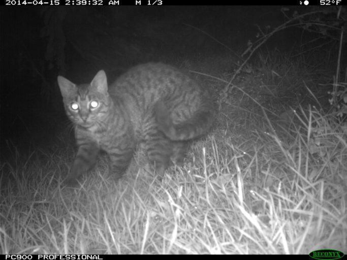 Cat caught on a night camera roaming