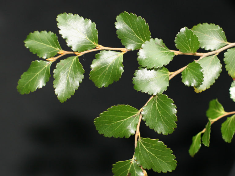 A close up of beech trees