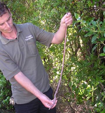 A very large worm held by a Ti Point Reptile Park worker.