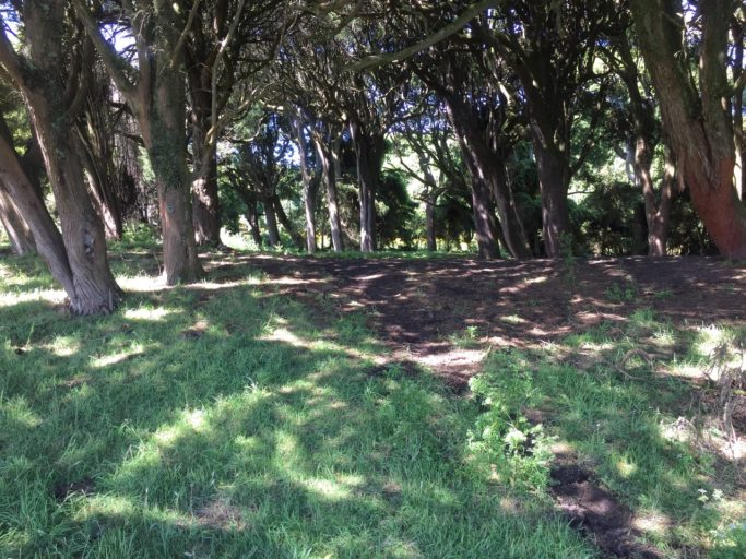 Large matai trees also grow on the 80 hectare block, but there is very little undergrowth in the forest.