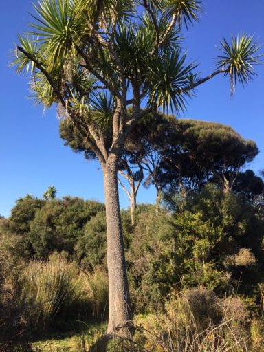 Tī kōuka tree and manuka at the reserve.