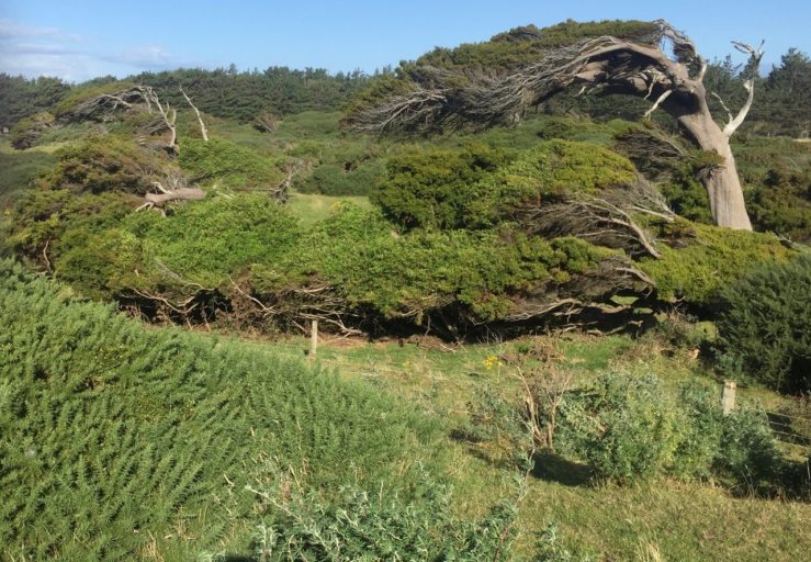 Windblown totara trees growing on the Oreti dunes.