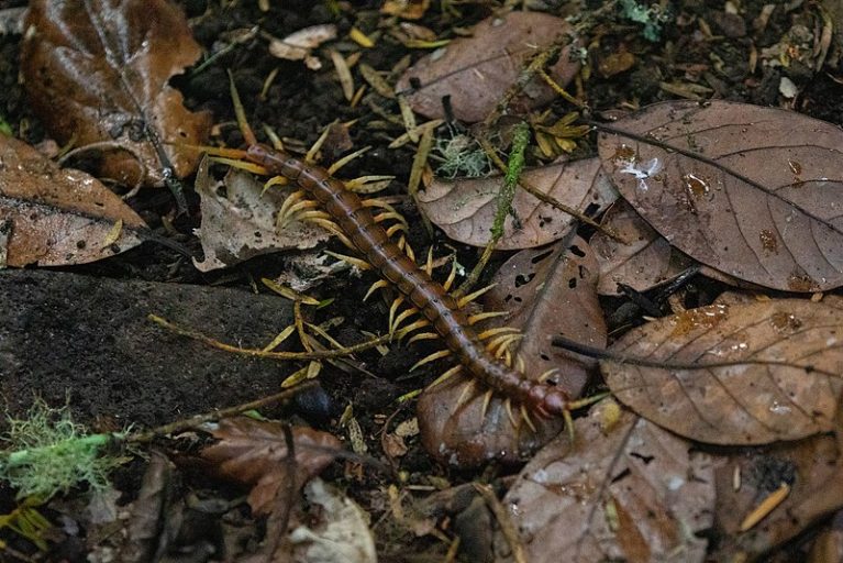 A centipede amongst leaf litter