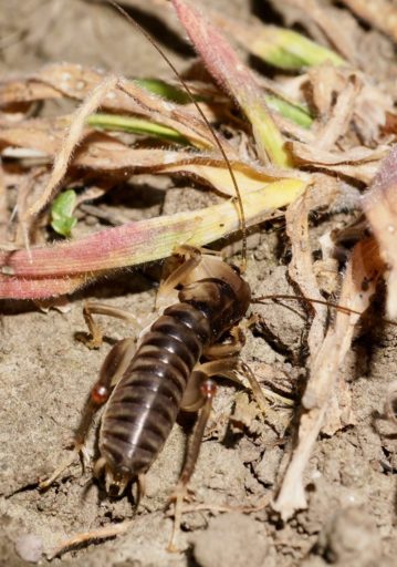 A weta with distinct striped patterning on its body