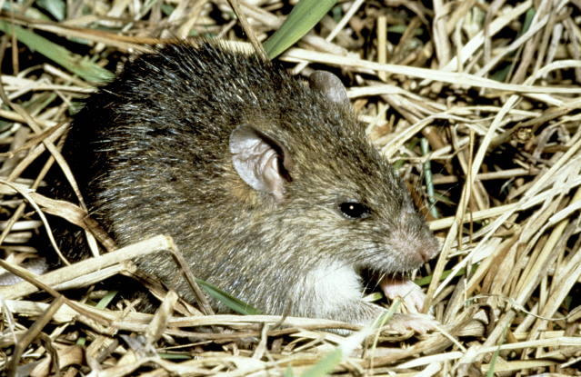 Image of a kiore rat in some dry grass or hay