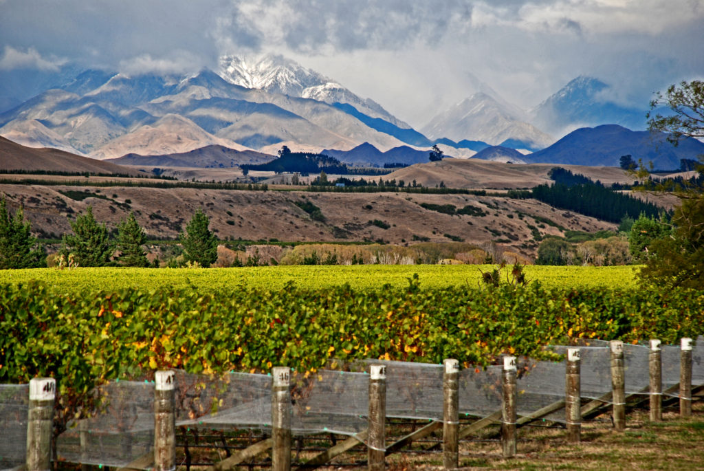 Image of vineyards