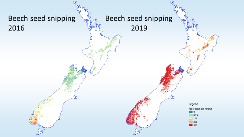 A graphic showing a map of beech seed sniping in New Zealand