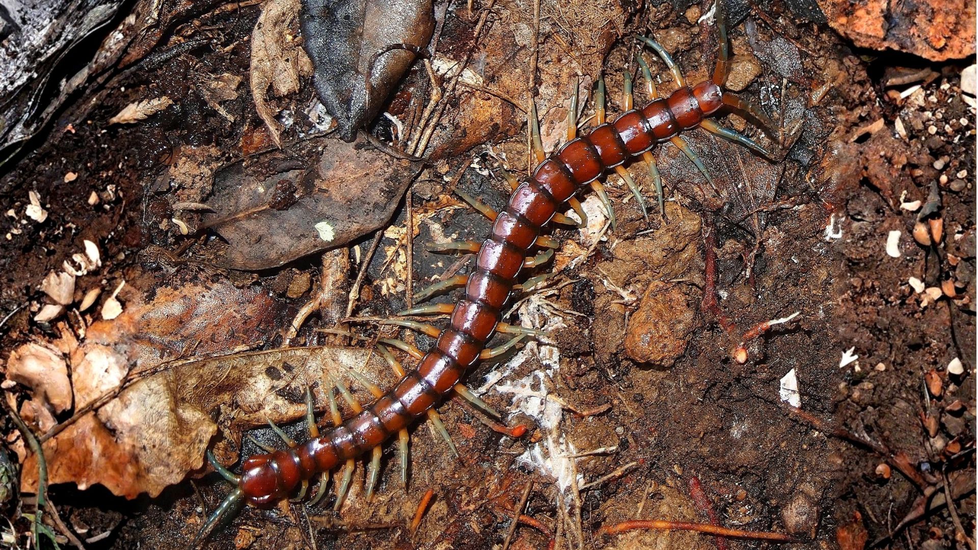 A big centipede on the forest floor