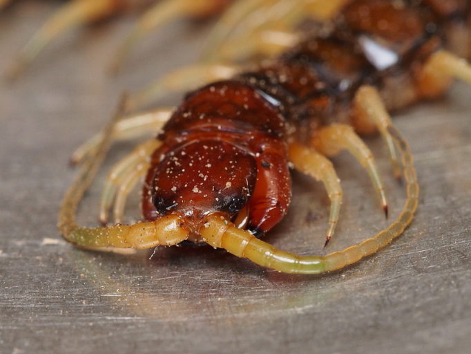 A close up of a centipede