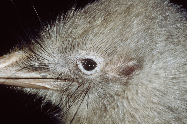 Kiwi have very small eyes. Photo: DOC.