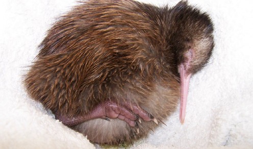 A day-old kiwi chick. Photo: Kiwis for kiwi.