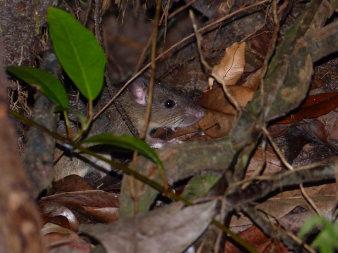 A rat amongst leaf litter