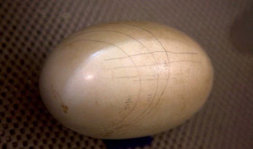 Kiwi egg in an incubator. Photo: Kiwis for kiwi.