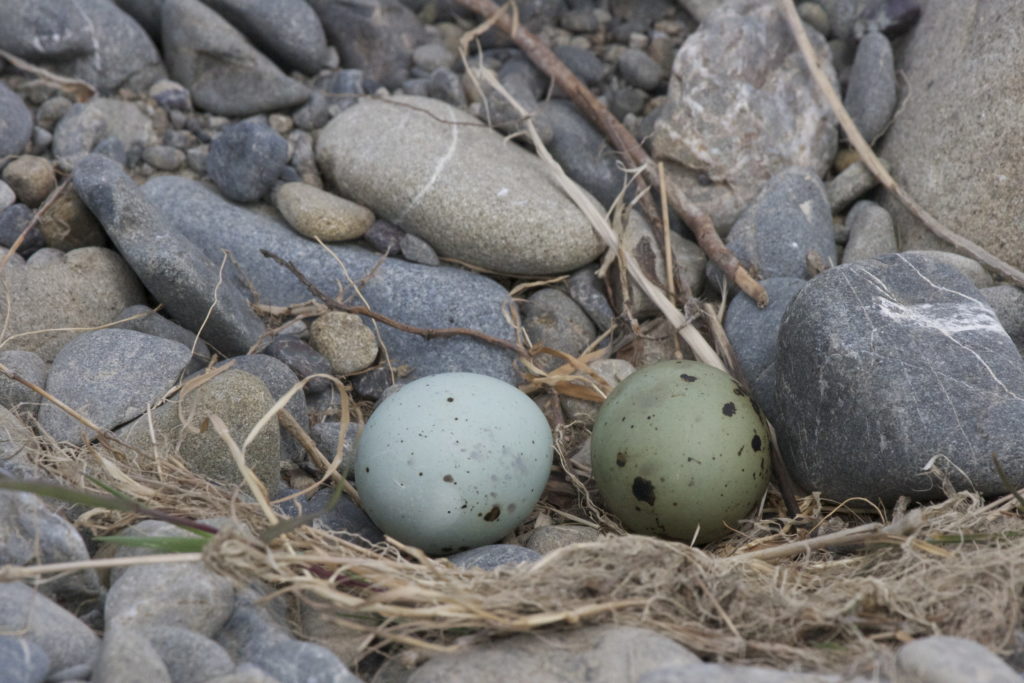 Two blue eggs in a scrappy nest